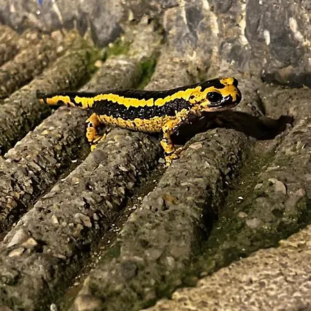 La Casina De Colores De Cudillero